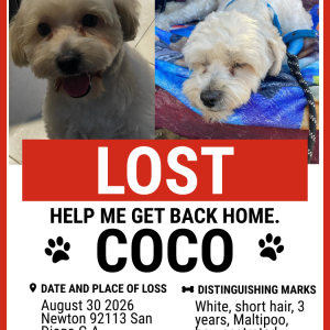Image of COCO, Lost Dog