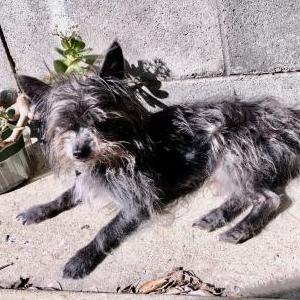 Image of Wolfie, Lost Dog