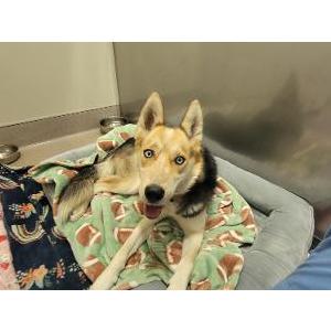Image of Unknown, Found Dog