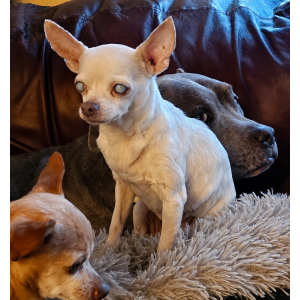 Image of Elua, Lost Dog