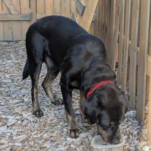 Image of Unknown, Found Dog
