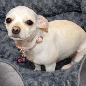 Image of Piper, Lost Dog
