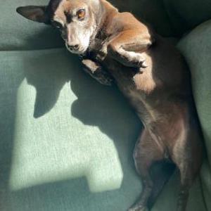 Image of Stone, Lost Dog