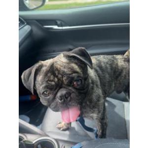 Image of Unknown, Found Dog