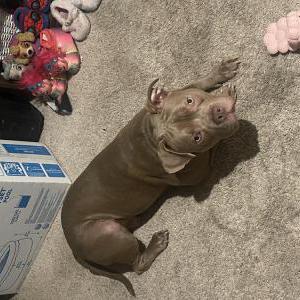 Image of Bull, Lost Dog