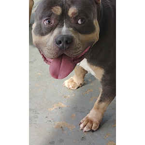 Image of Blu, Lost Dog
