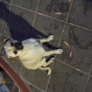 Image of Unknown, Found Dog