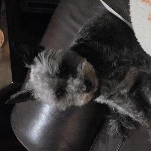Image of Cosmo, Lost Dog