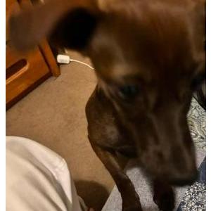 Image of Cocoa, Lost Dog