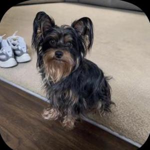 Lost 1 Lexi (Florida)