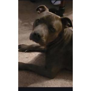 Image of Blue, Lost Dog