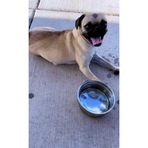 Image of Lola, Lost Dog