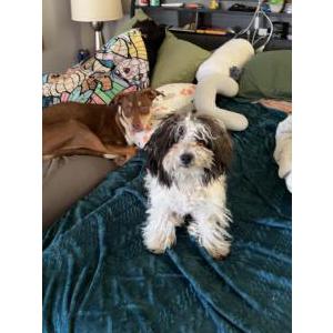 Image of Unknown, Found Dog