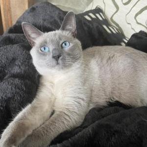 2nd Image of Stevie, Lost Cat