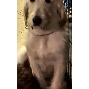 Lost 1 Snowella (Florida)
