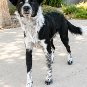 Image of Unknown, Found Dog