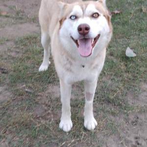 Image of Olivia, Lost Dog