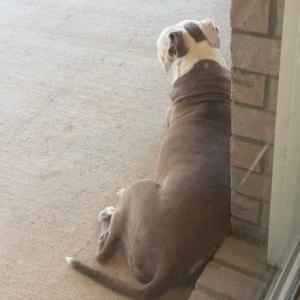 Image of unknown, Found Dog
