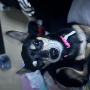 Image of Rosie, Lost Dog