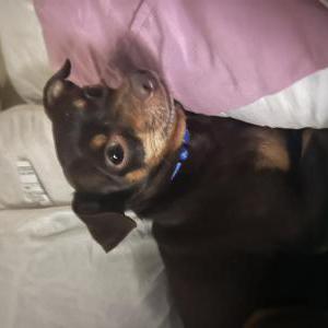 Image of Canelo, Lost Dog