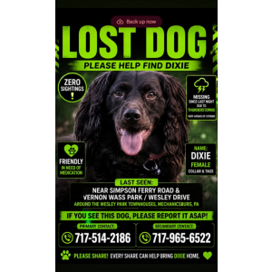Image of Dixie, Lost Dog