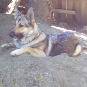 2nd Image of NELLIE McGowan, Lost Dog