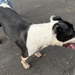 Image of Unknown, Found Dog