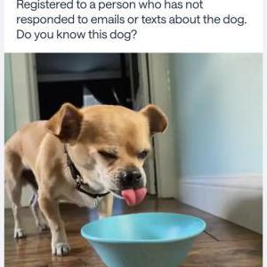 Image of Tortilla Chip, Found Dog