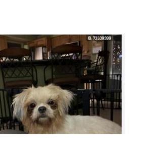 Image of Chewy, Lost Dog