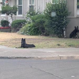 Image of Unknown, Found Dog