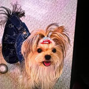 Image of Misu, Lost Dog