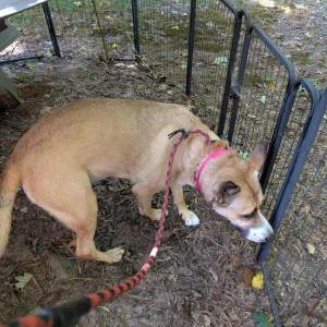 Image of Unknown, Found Dog