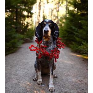 Image of Faith, Lost Dog