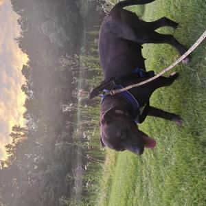 Image of Lauren, Lost Dog