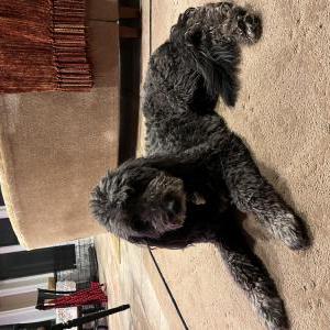 Lost 1 Bridget (Washington)