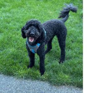 Lost Dog Jax