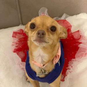 Image of Mimi, Lost Dog