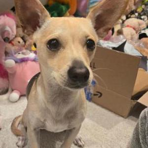 Image of Milo, Lost Dog