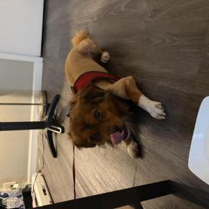 Image of Unknown, Found Dog