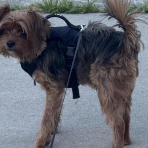 Image of Kenz?, Lost Dog