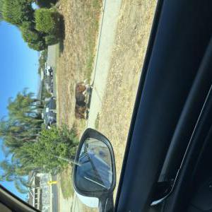 Image of Unknown, Found Dog