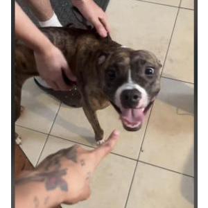 Image of Unknown, Found Dog