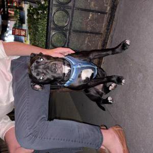 Image of Unknown, Found Dog
