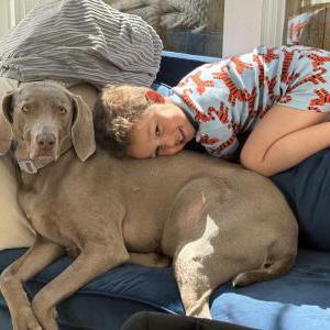 Image of Lily, Lost Dog