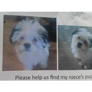 Lost 1 Cole (Illinois)