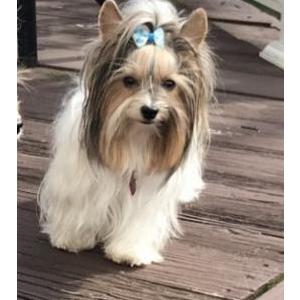 2nd Image of Chanel, Lost Dog