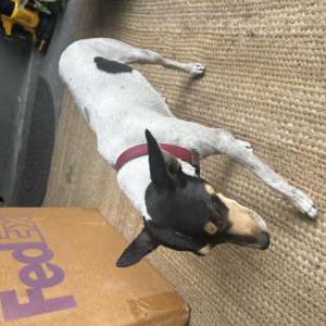 Image of ?, Found Dog