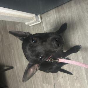 Image of Unknown, Lost Dog