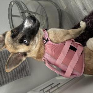 Image of Willow, Lost Dog