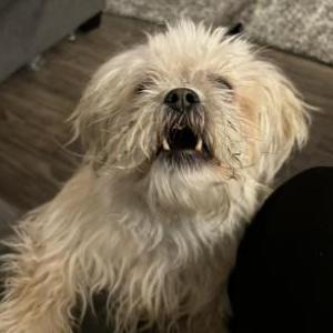 Lost 1 Milo (Texas)